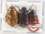 Scientific lot no. 217 Melolonthinae (3 pcs)