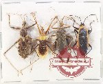 Scientific lot no. 1351 Heteroptera (4 pcs)