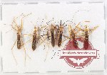 Scientific lot no. 1358 Heteroptera (6 pcs A2)