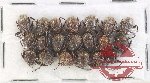 Scientific lot no. 879 Coprophaga (20 pcs)