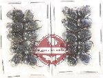 Scientific lot no. 872 Coprophaga (20 pcs)