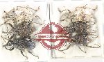 Scientific lot no. 897 Curculionidae (6 pcs)