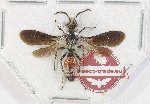 Scientific lot no. 15 Mutilidae (1 pc)