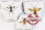 Scientific lot no. 559 Hymenoptera (3 pcs)
