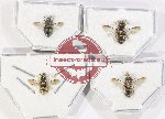 Scientific lot no. 554 Hymenoptera (4 pcs)
