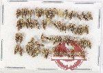 Scientific lot no. 34 Homoptera (60 pcs)