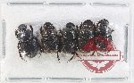 Scientific lot no. 856 Coprophaga (5 pcs)