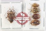 Scientific lot no. 1350 Heteroptera (5 pcs)