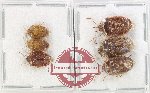 Scientific lot no. 1349 Heteroptera (6 pcs)