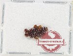 Leiodidae Scientific lot no. 3 (10 pcs)
