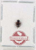 Scaphidiidae sp. 2