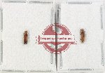 Scientific lot no. 181 Scolytidae (2 pcs)