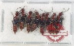 Scientific lot no. 146 Staphylinidae (8 pcs)