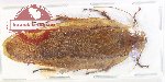 Scientific lot no. 119 Blattodea (1 pc A-)