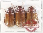 Scientific lot no. 229 Melolonthinae (3 pcs A2)