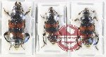 Scientific lot no. 1 Silphidae (3 pcs)