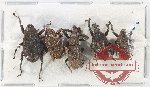 Scientific lot no. 894 Curculionidae (5 pcs)