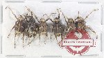 Scientific lot no. 887 Curculionidae (6 pcs A-, A2)