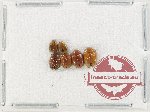 Scientific lot no. 190 Erotylidae (4 pcs)