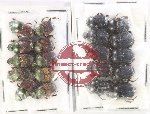Scientific lot no. 878 Coprophaga (20 pcs)