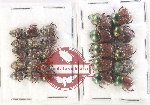 Scientific lot no. 889 Coprophaga (25 pcs)