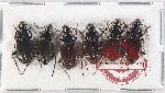 Scientific lot no. 857 Carabidae (6 pcs)