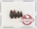 Scientific lot no. 868 Carabidae (4 pcs)