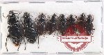 Scientific lot no. 858 Carabidae (8 pcs A-, A2)