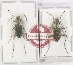 Scientific lot no. 81 Cicindelidae (2 pcs - 1 pc A2)