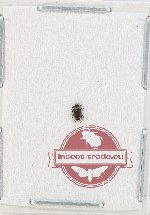 Malachidae Scientific lot no. 22 (1 pc)