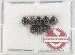 Scientific lot no. 127 Coccinelidae (8 pcs)