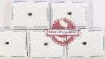Scientific lot no. 199 Nitidulidae (5 pcs)