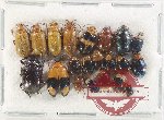 Scientific lot no. 573 Chrysomelidae (21 pcs)
