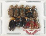 Scientific lot no. 571 Chrysomelidae (10 pcs)