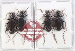 Scientific lot no. 855 Carabidae (4 pcs)