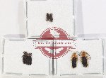 Scientific lot no. 73 Cantharidae (6 pcs)