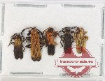 Scientific lot no. 37 Lycidae (5 pcs)