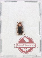 Bacchisa sp. 3 (A-)