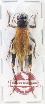 Scientific lot no. 63 Orthoptera (1 pc A-)