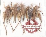 Scientific lot no. 54 Orthoptera (5 pcs A2)