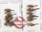 Scientific lot no. 58 Orthoptera (11 pcs A2)