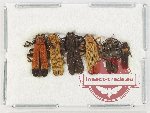 Scientific lot no. 34 Lycidae (6 pcs)
