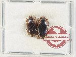 Scientific lot no. 192 Erotylidae (2 pcs)