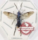 Scientific lot no. 560 Hymenoptera (1 pc)