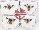 Scientific lot no. 552 Hymenoptera (4 pcs)