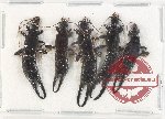 Scientific lot no. 128 Dermaptera (5 pcs)