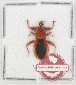 Reduviidae sp. 34