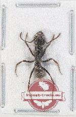 Formicidae sp. 88