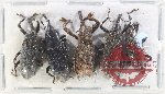 Scientific lot no. 893 Curculionidae (5 pcs)