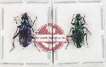 Scientific lot no. 867 Carabidae (2 pcs A2)